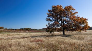 An image of Big Meadows in Shenandoah National Park featuring a dry grass landscape with a single tree in frame against blue skies.