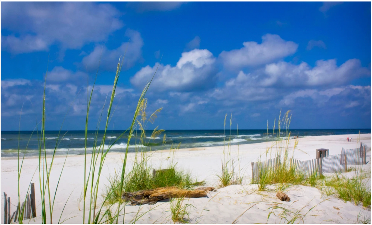 An east coast beach, white sand, blue skys and green reeds waving in the wind.